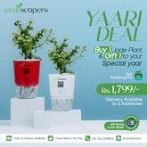 Yaari Deal – Buy 1 Jade Plant & Gift 1 to Your Special Yaar